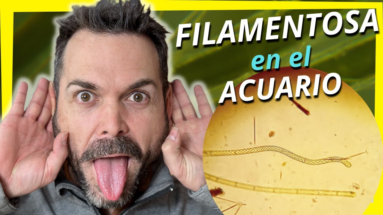 Alga por alga | Filamentosa en el acuario plantado