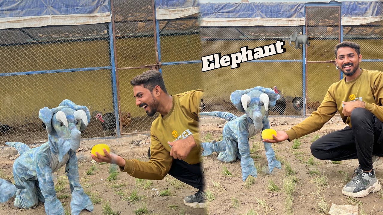 Elephant 🐘 Agya Pet House Ma 🥰