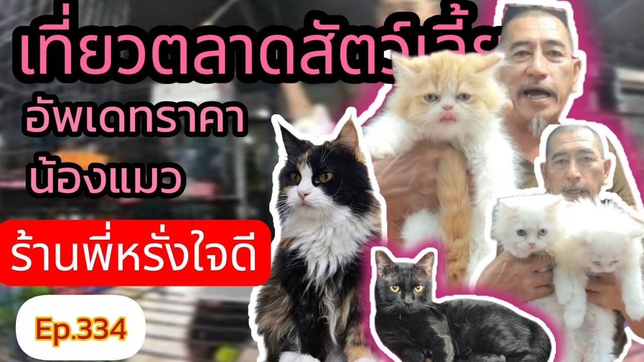 เที่ยวตลาดสัตว์เลี้ยง Ep.334 🐯🐱 อัพเดทราคาแมวร้านพี่หรั่งใจดี| #จตุจักร #แมว #แมวน่ารัก #catlover 
