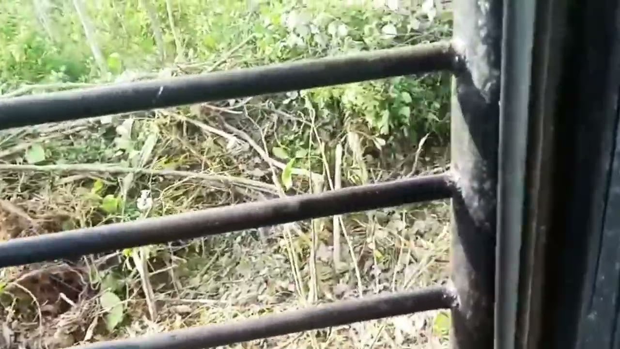 View Cabin Excavator Membuka Lahan Sawit Dari Hutan Menjadi Kebun Dalam 1 Hari