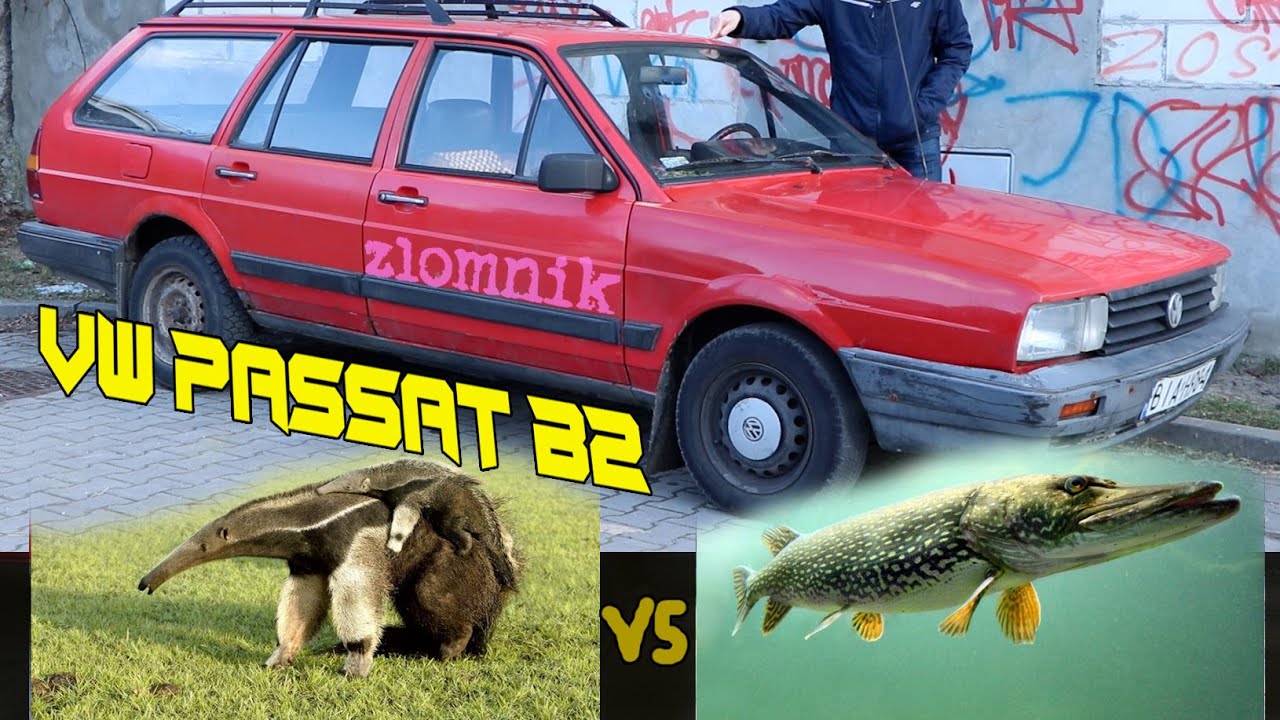 Złomnik: VW Passat B2 MRÓWKOJAD KONTRA SZCZUPAK