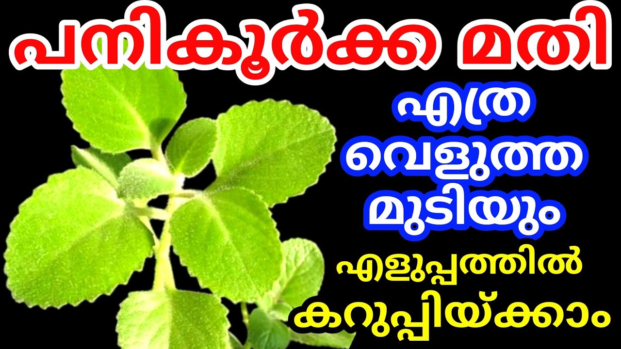 എത്ര വെളുത്തമുടിയും പെട്ടന്ന് കറുപ്പിച്ചെടുക്കാൻ പനികൂർക്ക മതിയാകും | Hair dye