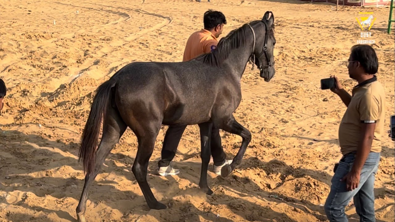 पुष्कर फेयर हो गया शुरू घोड़े ही घोड़े ऐतिहासिक होगा #pushkarfair2025 