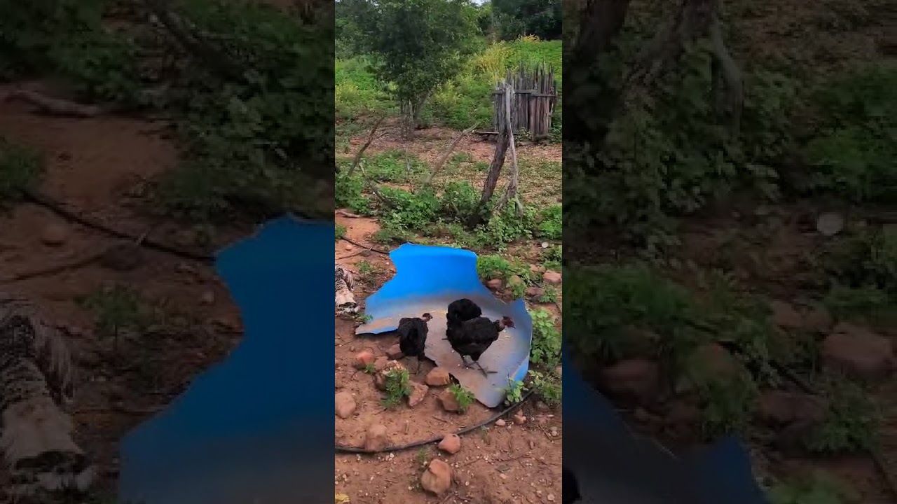 COMO O CRIADOR DE GALINHAS CAIPIRAS CANELA-PRETA MANEJA AS GALINHAS EM SEU SISTEMA TRADICIONAL. 
