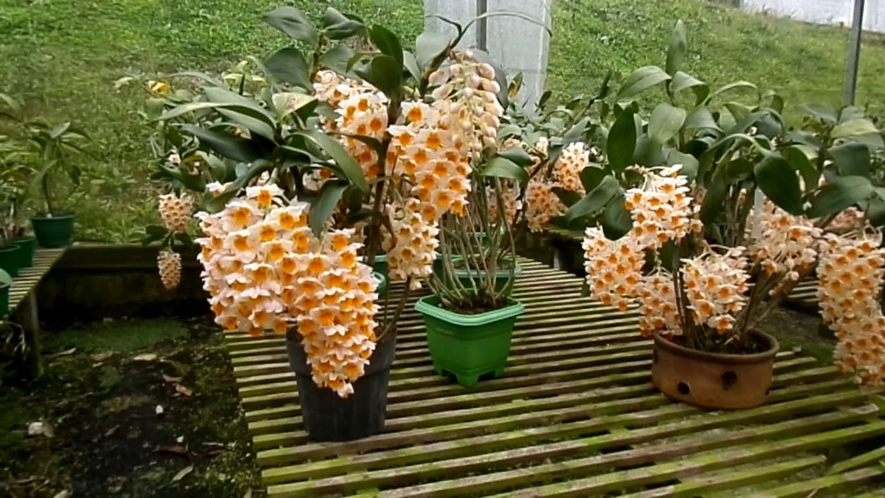 Colibri Orquídeas, plantas Especiais