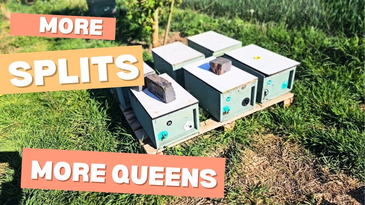 Making more splits, queen rearing. Beekeeping in uk