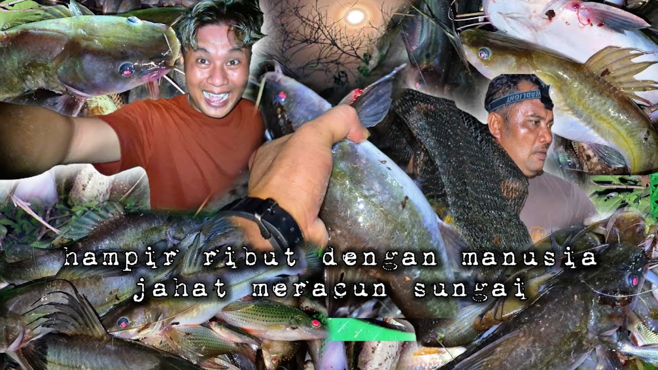 Orang jahat meracun sungai rejeki di balik musibah kerusakan sungai lokasi ambat hidup di hutan