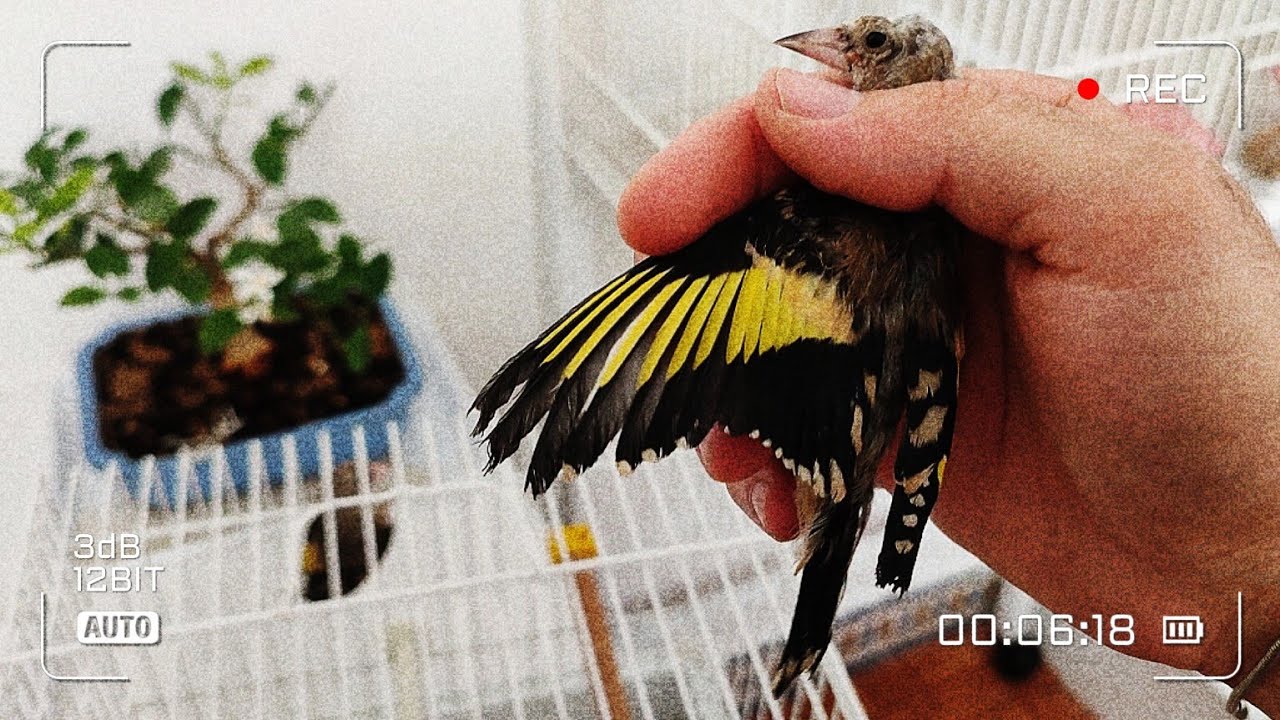 ¡Nuevo aviario para mis chivones de jilguero!