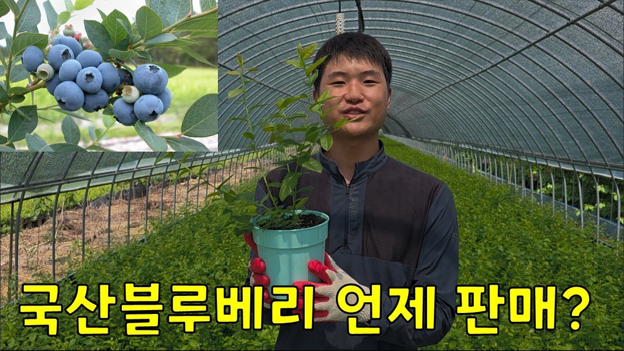 10월 판매를 앞두고 있습니다 #국산블루베리 #블루퀸 #블루선 #블루레이디 #블루가든 #블루스위트