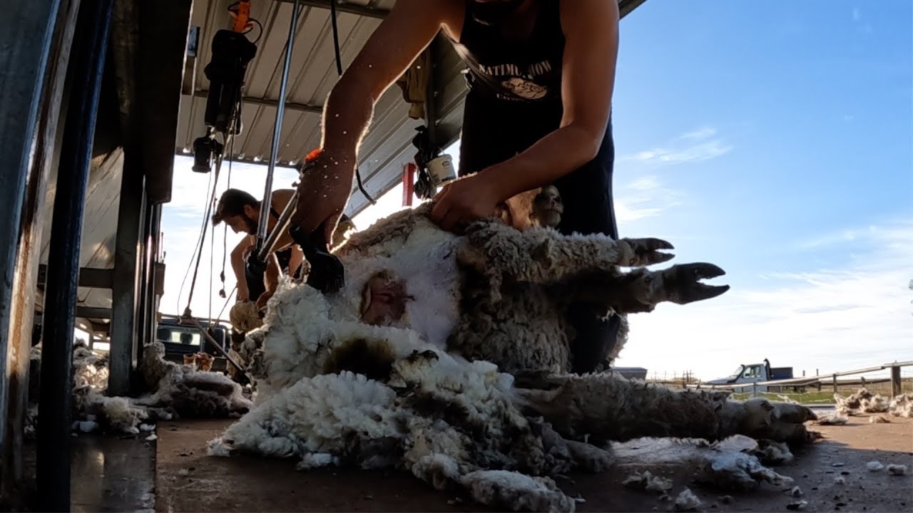 Crutching The Ewes Pre Lambing