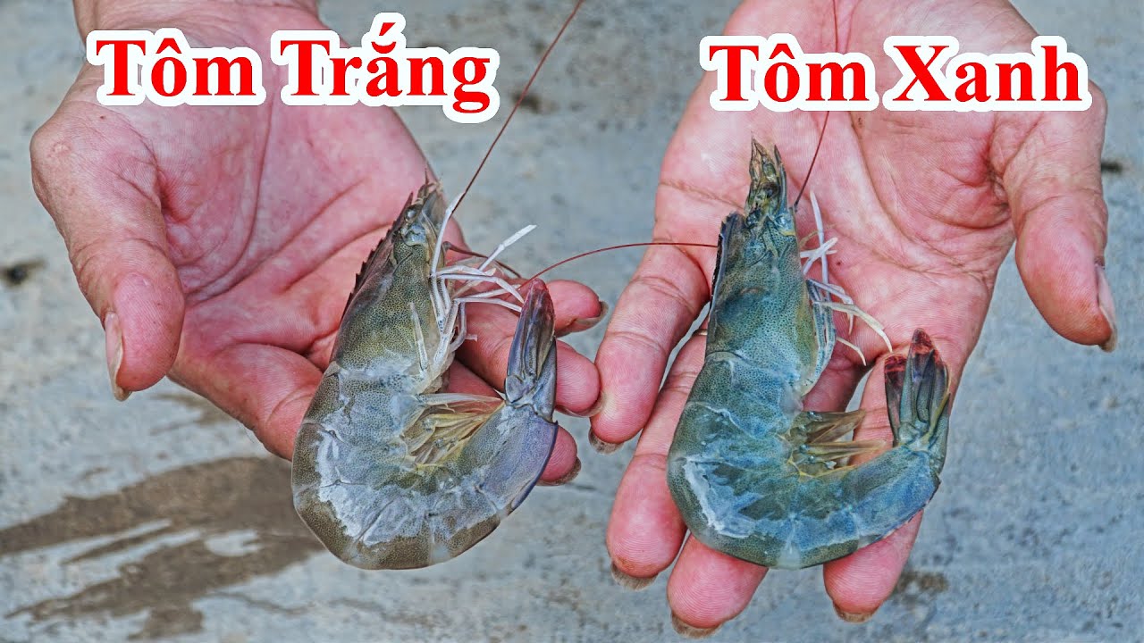 C&aacute;ch Đi Chợ Lựa Mua T&ocirc;m Ngon V&agrave; T&ocirc;m Kh&ocirc;ng Ngon / Mẹo Mua T&ocirc;m Ngon &Iacute;t Ai Biết , T&ocirc;m M&agrave;u Xanh Trắng