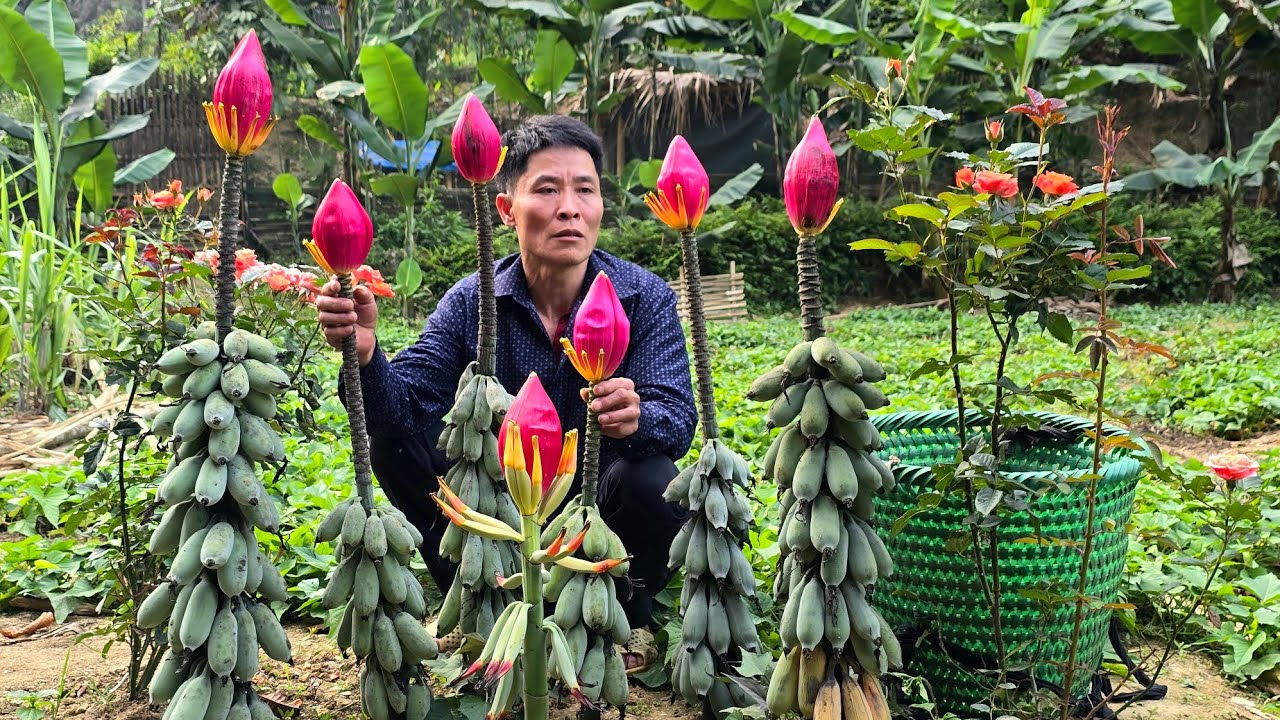 Harvesting Wild Bananas For Long-Term Processing & Preservation | Solo Survival