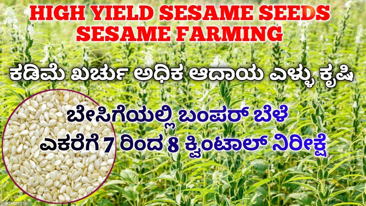 Sesame farming || sesame cultivation || sesame seeds || ಅಧಿಕ ಇಳುವರಿ ನೀಡುವ ಎಳ್ಳು ತಳಿ || kvk bidar ||