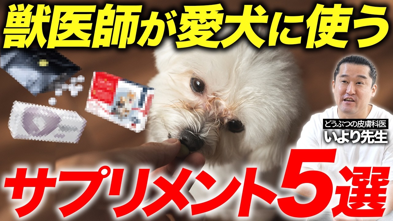【専門医が本気で選ぶ】犬のおすすめサプリ5選！関節・皮膚・シニア期の健康維持をエビデンスで解説。【獣医皮膚科専門医】