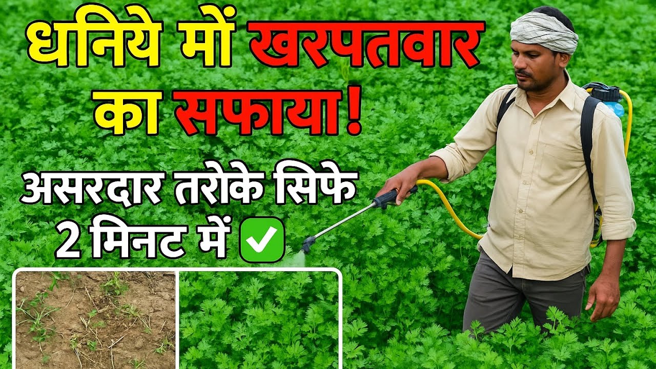 धनिया की फसल में खरपतवार नियंत्रण/Coriander herbicide/ #farmer_dost