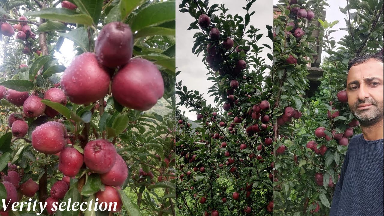 Dimple panjta ji ||Self Orchard Varieties Selection process explain! #1dimplepanjta