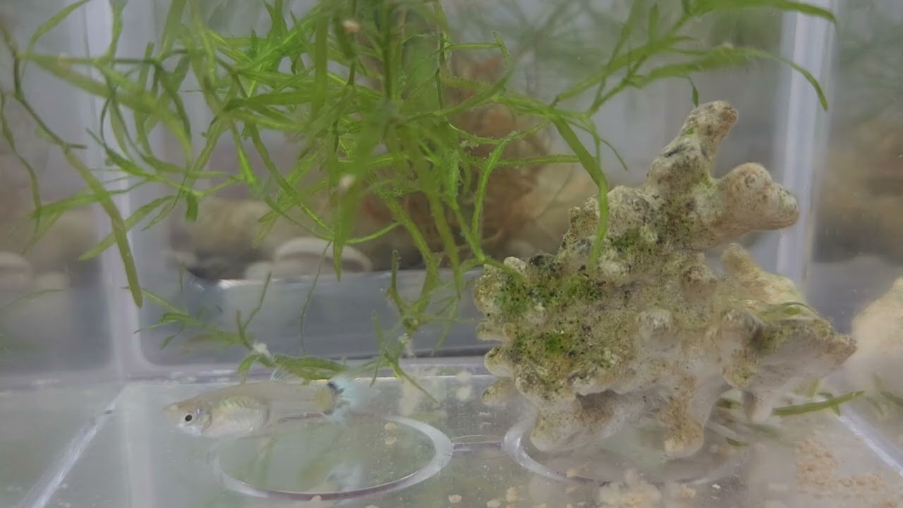 Guppy Queen's Sanctuary