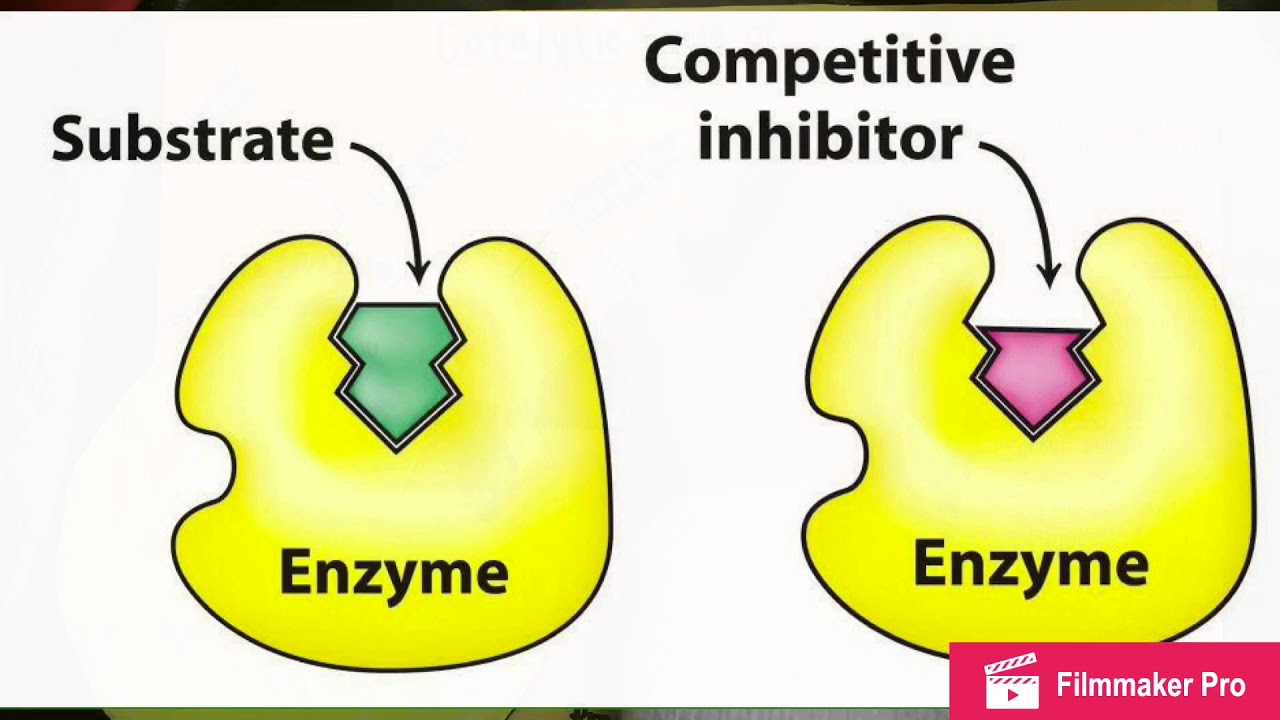 Catalytic Cycle of Hydrolase- AP Biology
