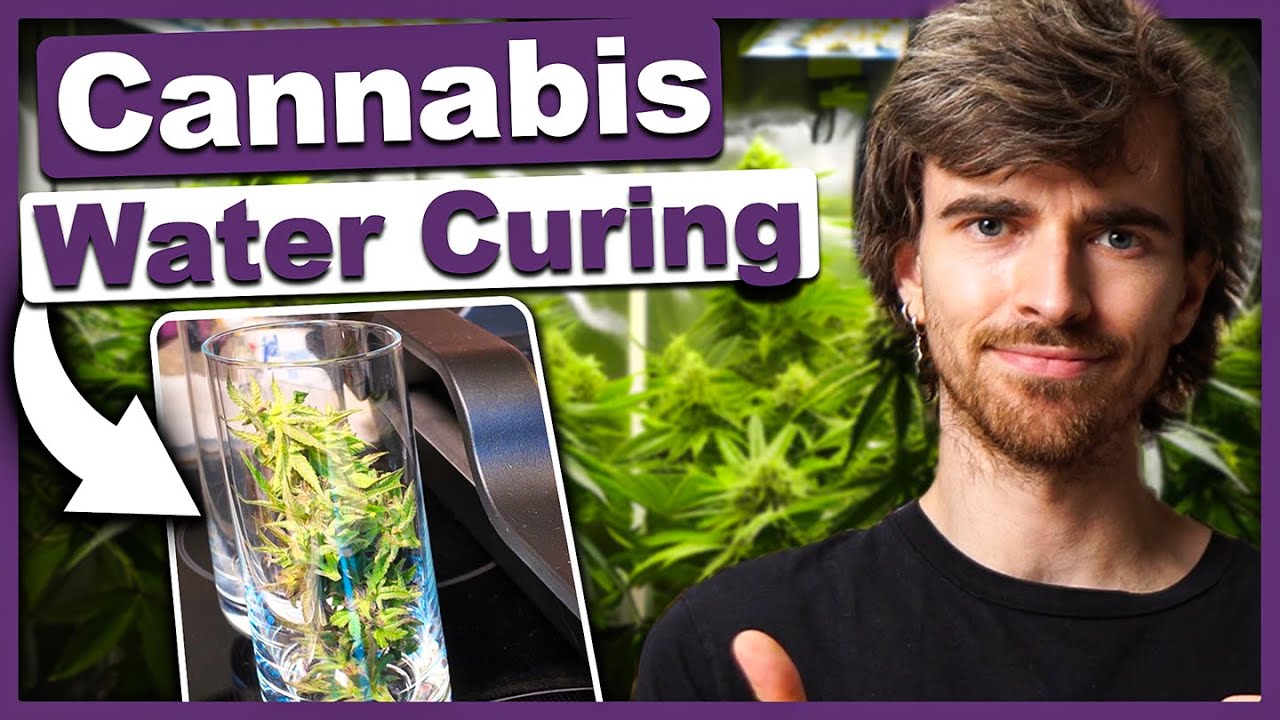 🥦 Water Curing - Ernte ins Wasser statt an die Luft?!? - In 14 Tagen geruchsfrei zum Endprodukt
