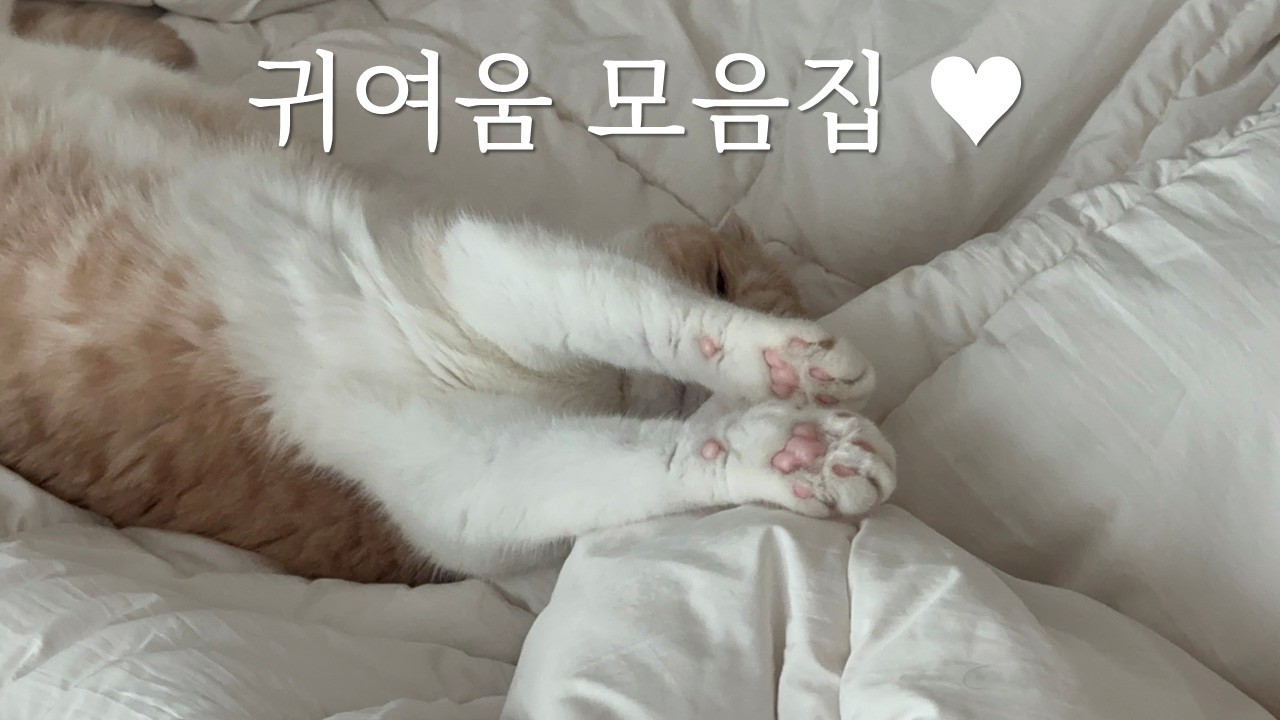 가또 귀여움 모음집 ♥