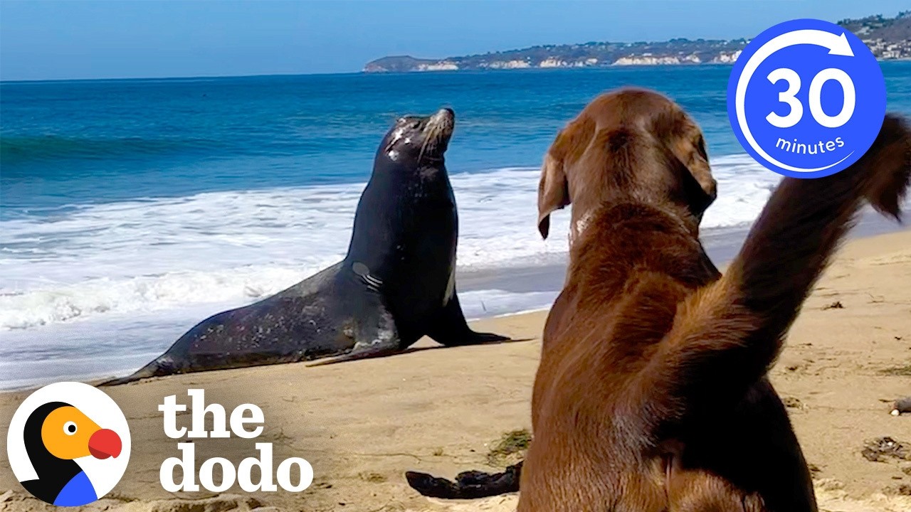 The Cutest Unlikely Animal Friendships We’ve Ever Seen | The Dodo