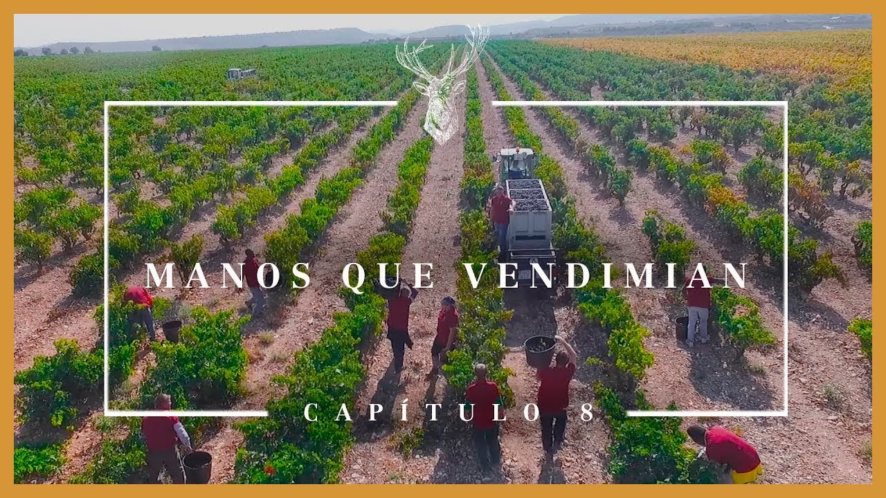Serie Manos #8: La vendimia I El Coto de Rioja