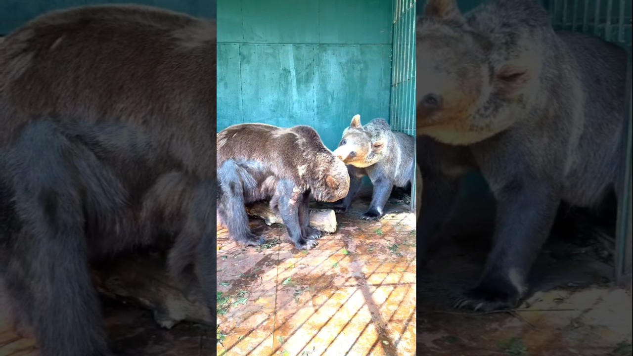 Mashenka meets Pryanik🐻/ Pride Land Park