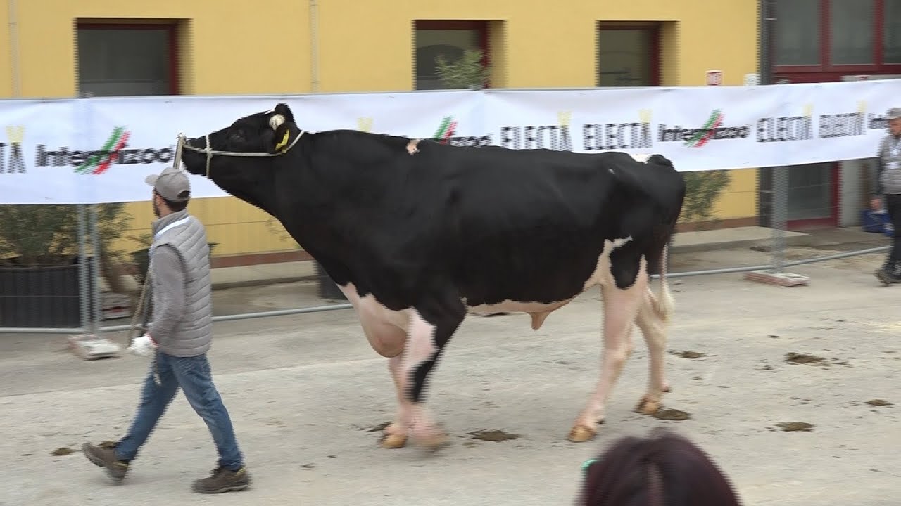 Inaugurato all'Intermizoo il nuovo laboratorio di sessaggio del seme