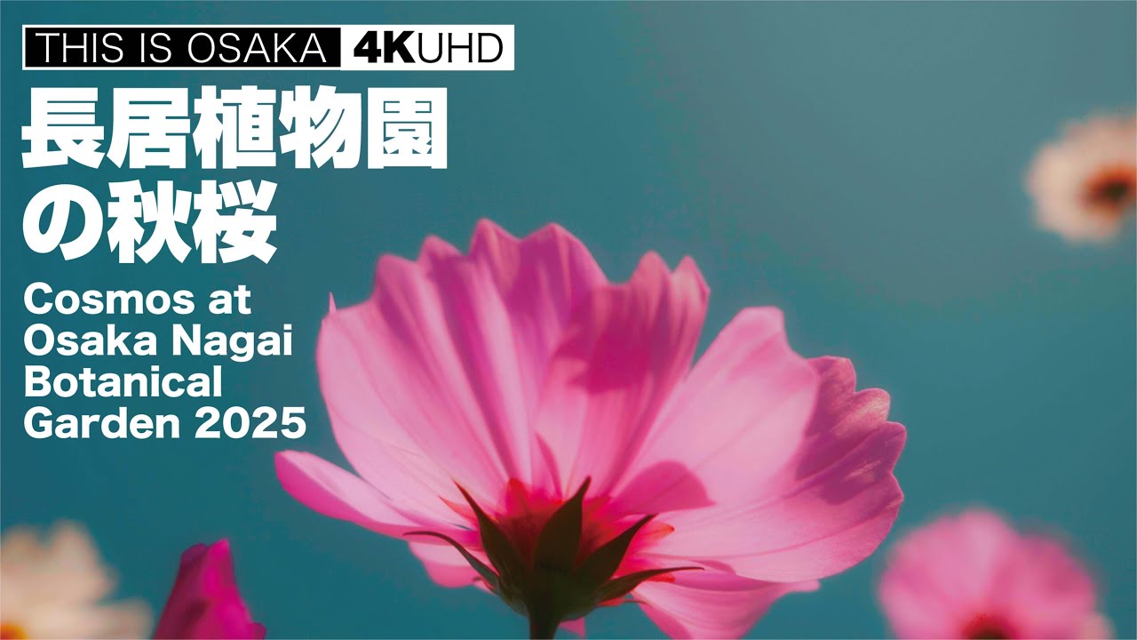 長居植物園の秋桜 Cosmos at Osaka Nagai Botanical Garden 2025