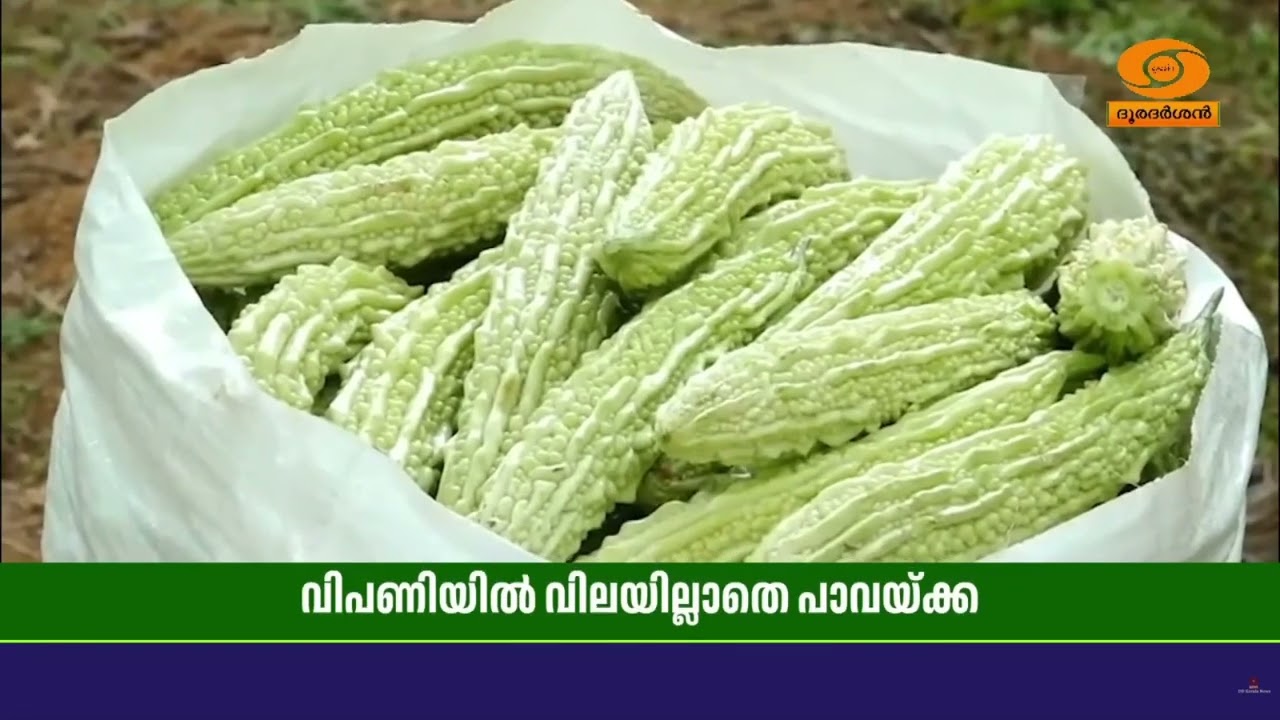 പാവയ്ക്ക കർഷകർക്ക് കയ്പേറിയ ജീവിതം; അധ്വാനിച്ച് വിളവെടുത്ത പാവയ്ക്കയ്ക്ക് വിലയില്ല