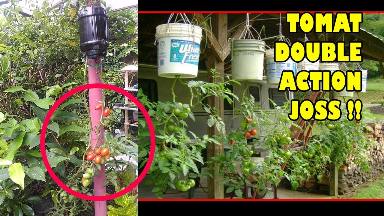#TIS CARA UNIK Tanam Sayur Upside Down Jaminan Untung |Tomat,Cabe,Sawi, cangkok |Topsy Turvy Planter