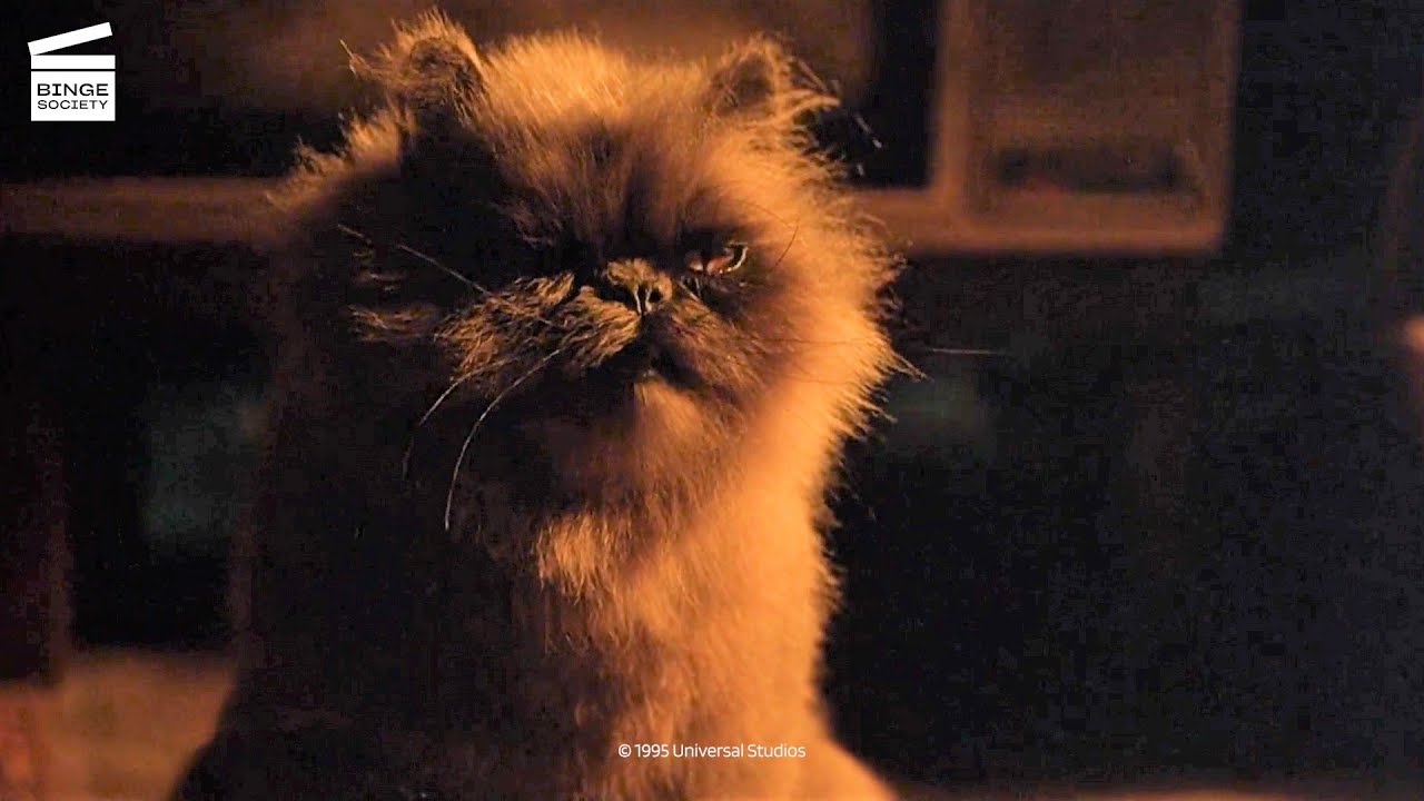 Babe, le cochon devenu berger : Duchesse Le Chat (CLIP HD)