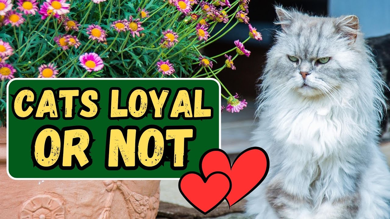 How Loyal Are Cats To Their Owners?