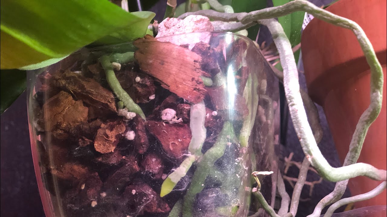 Orquídeas en macetas sin drenaje  Cuidados,riegos y transplante