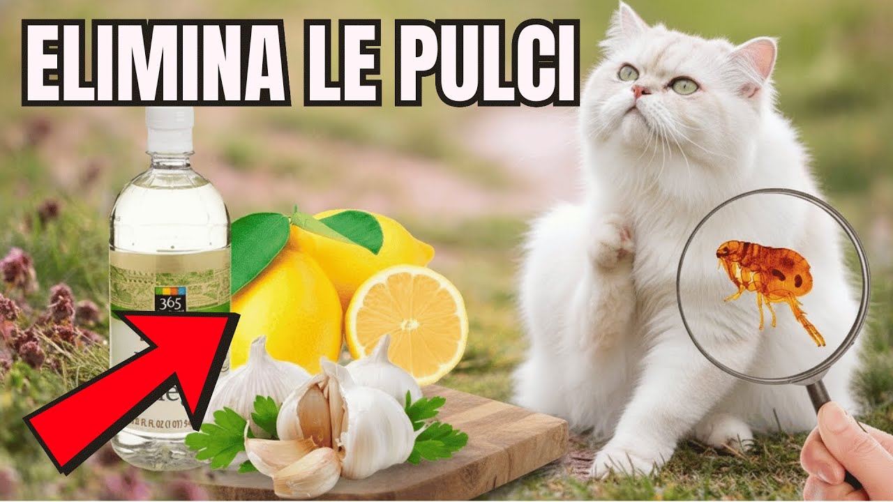 Pulci nel Gatto? Ecco 8 Rimedi Naturali da Conoscere