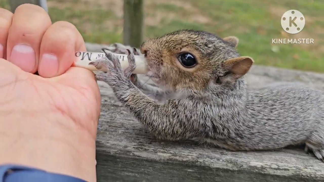Leroy The Squirrel ep.1