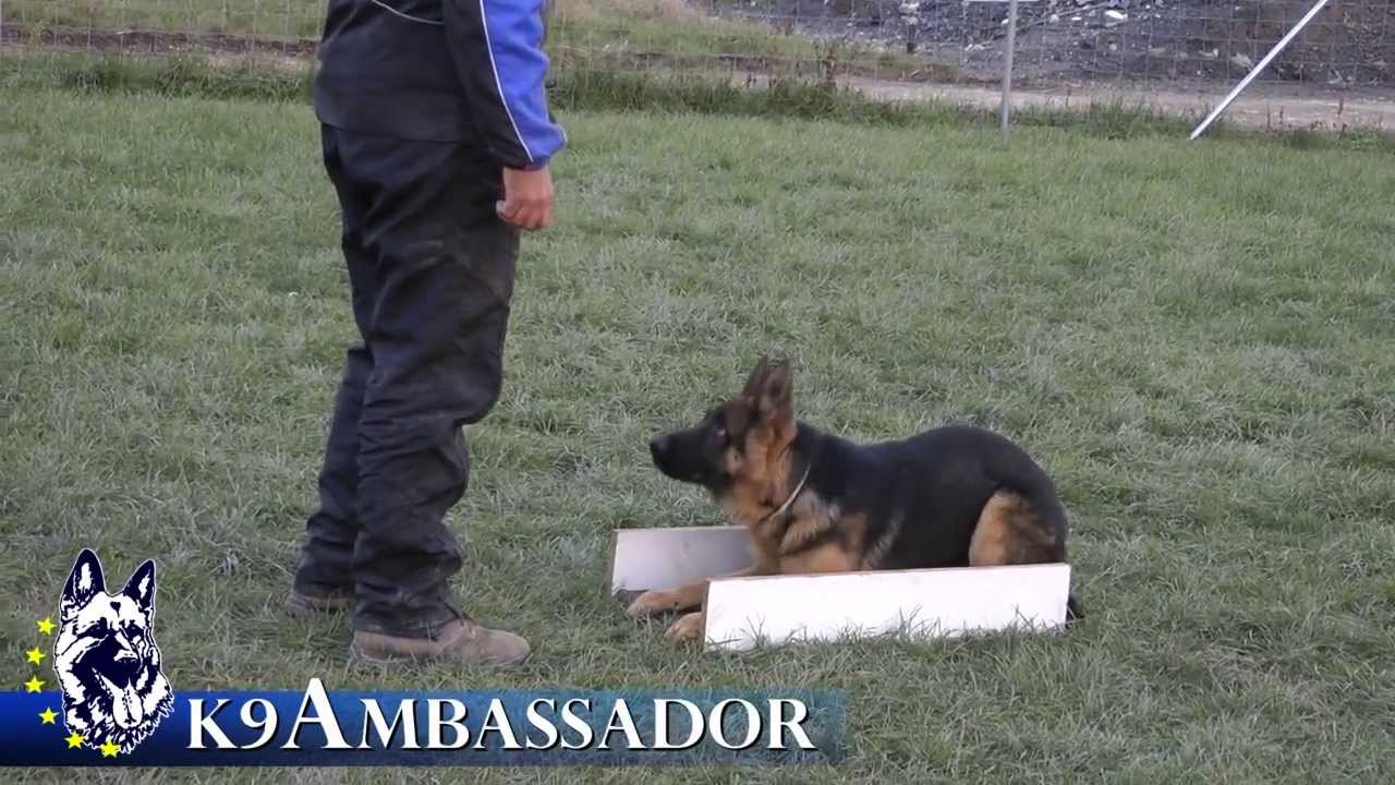 Puppy Obedience Training - Justice Atok - 5 months old German Shepherd Dog / K9 Ambassador