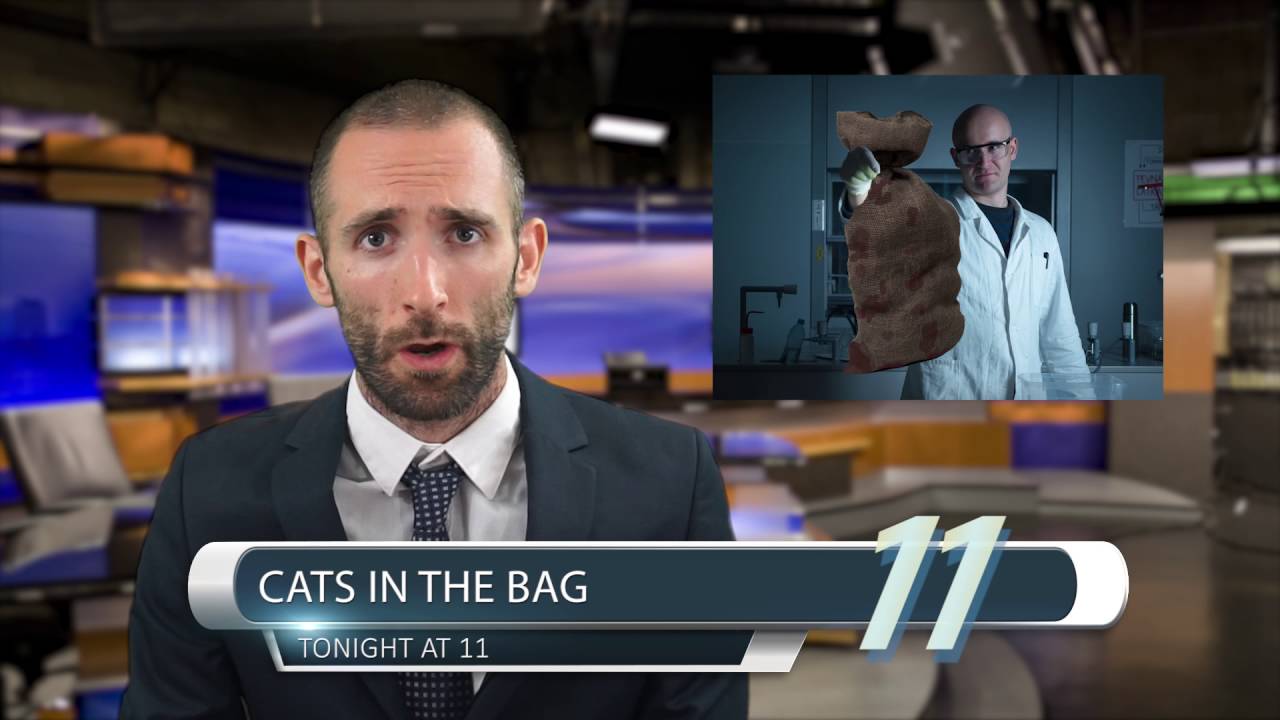 Tonight at 11 - Cats in the Bag
