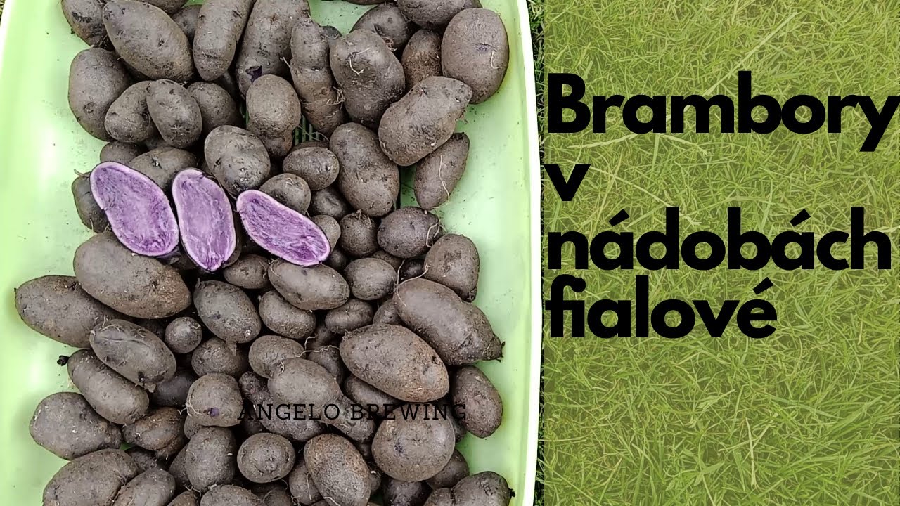 Brambory v nádobách. Fialové. Pflanzkartoffeln blaue