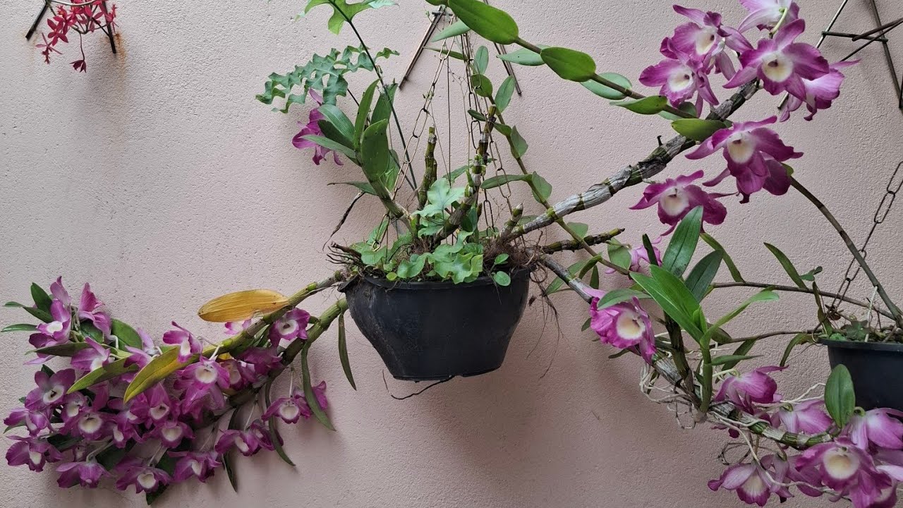 CANTINHO VERDE DO QUINTAL DA MINHA AMIGA ❤️ ...