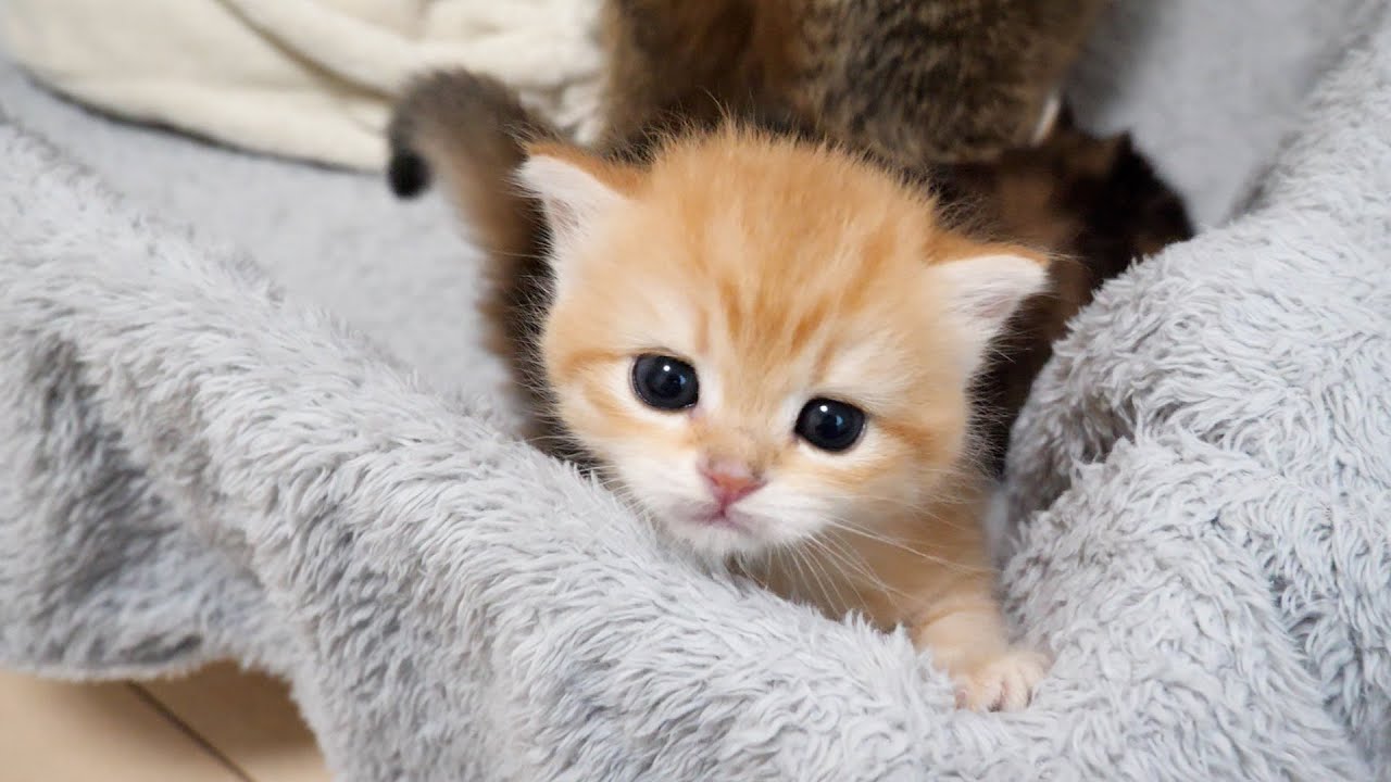 Cute little kitten that looks like it's about to climb out of the birthing box any minute now...
