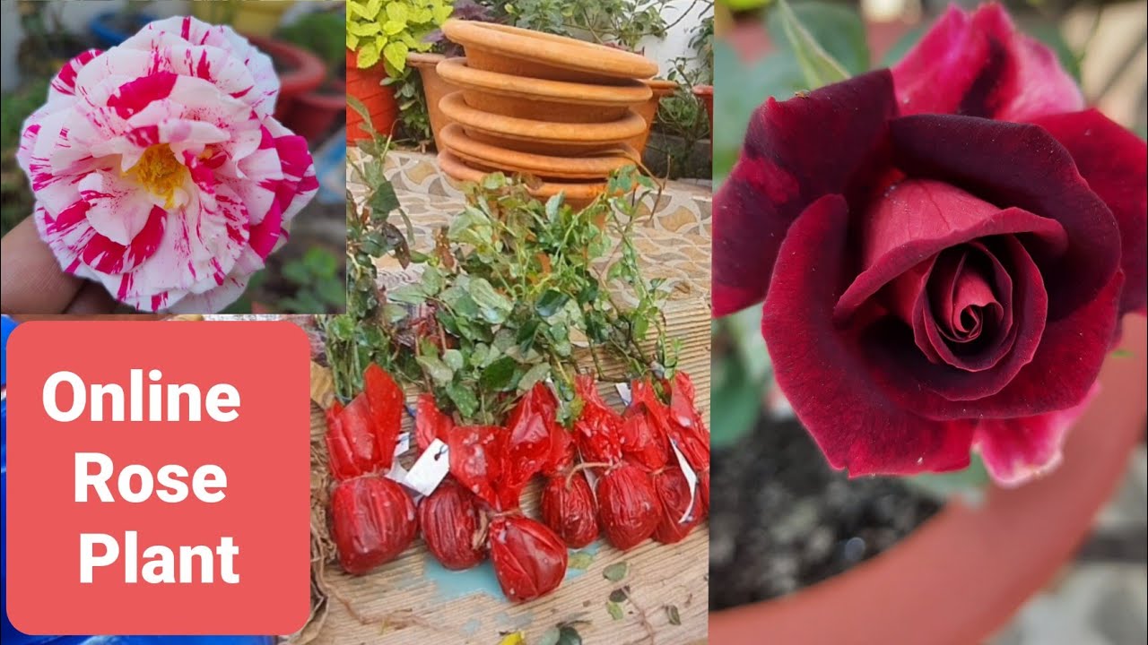 Re-potting Rose plants Ordered Online || ऑनलाइन माँगये गुलाब को ऐसे लगाए
