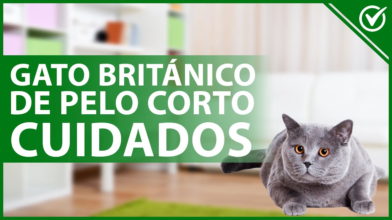 🐱 GATO BRITÁNICO de pelo corto: Origen, aspecto, carácter y cuidados 😸🐱