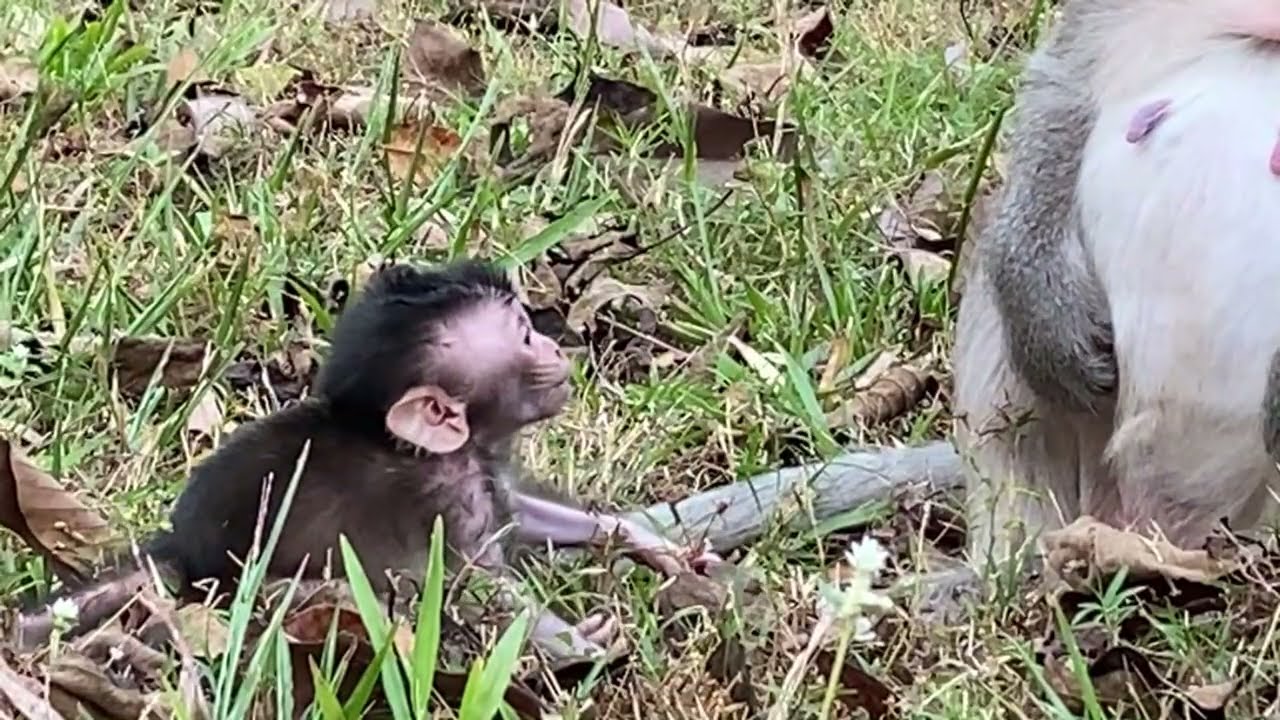 Baby monkeys on Christmas Day 🤶🧑‍🎄