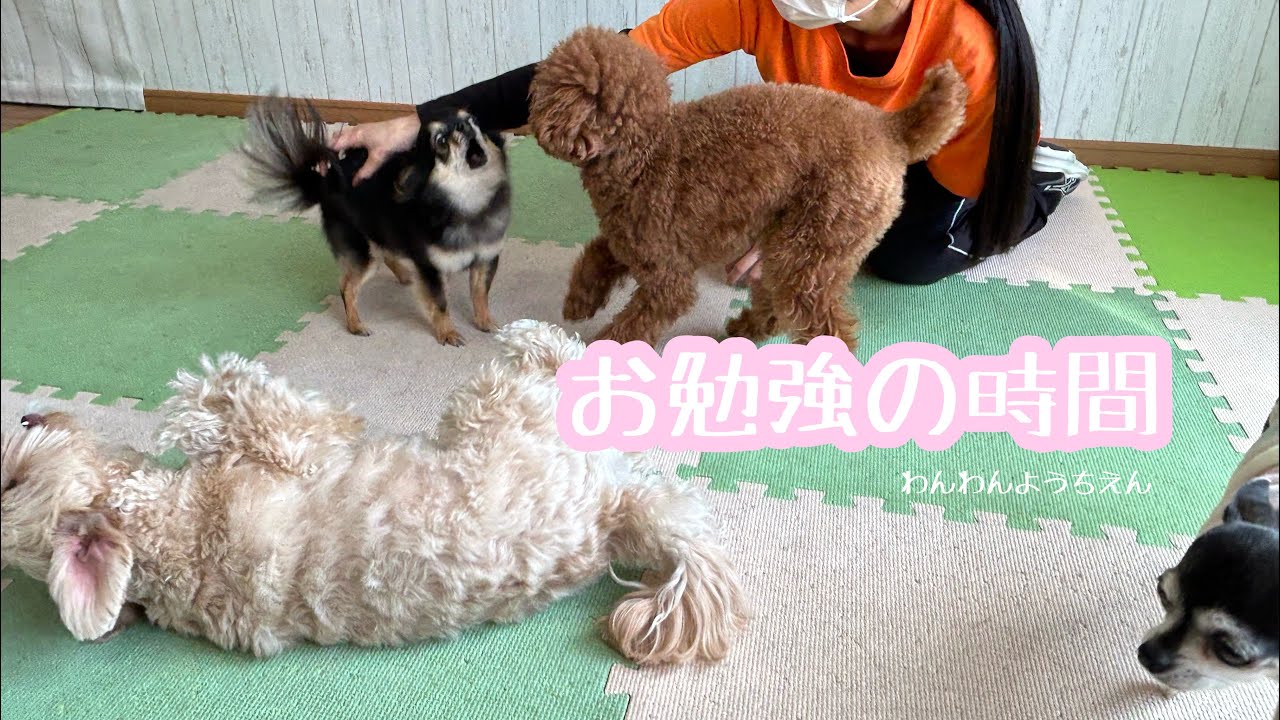 【犬の幼稚園】覚えたことをアレンジして新しいトリックに✨