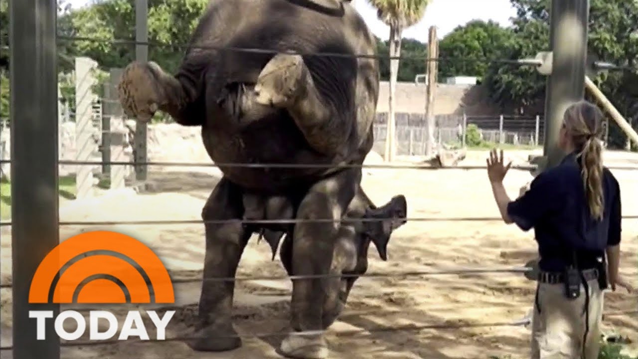 See elephants at Texas zoo do yoga!