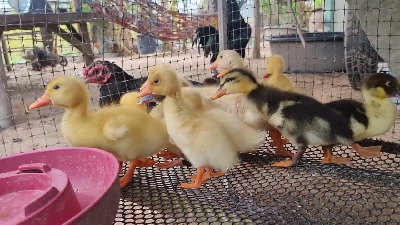 ลูกเป็ดอี้เหลียงและกรงอนุบาลลูกเป็ด