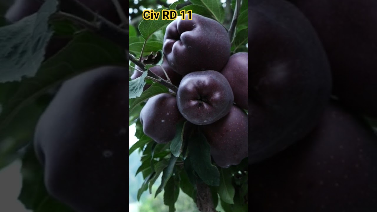 civ Rd 11 dark black 2025