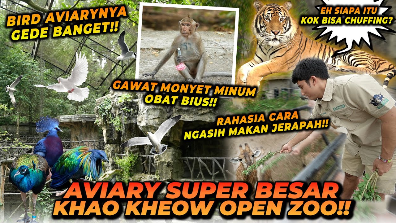 HARIMAU INDOCHINA HERAN KETIKA ALSHAD MELAKUKAN INI ! JERAPAH BISA MAKAN DAUN BERDURI BERACUN ?!