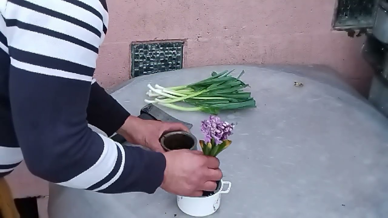 Ploie si iarasi ploaie, Mosu nu vrea sa fie